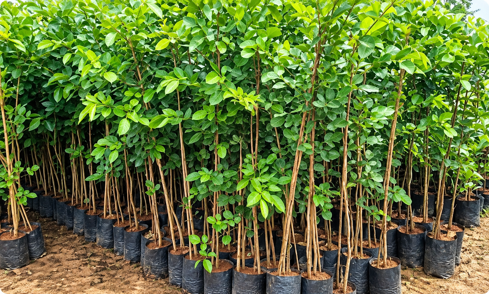 Plants