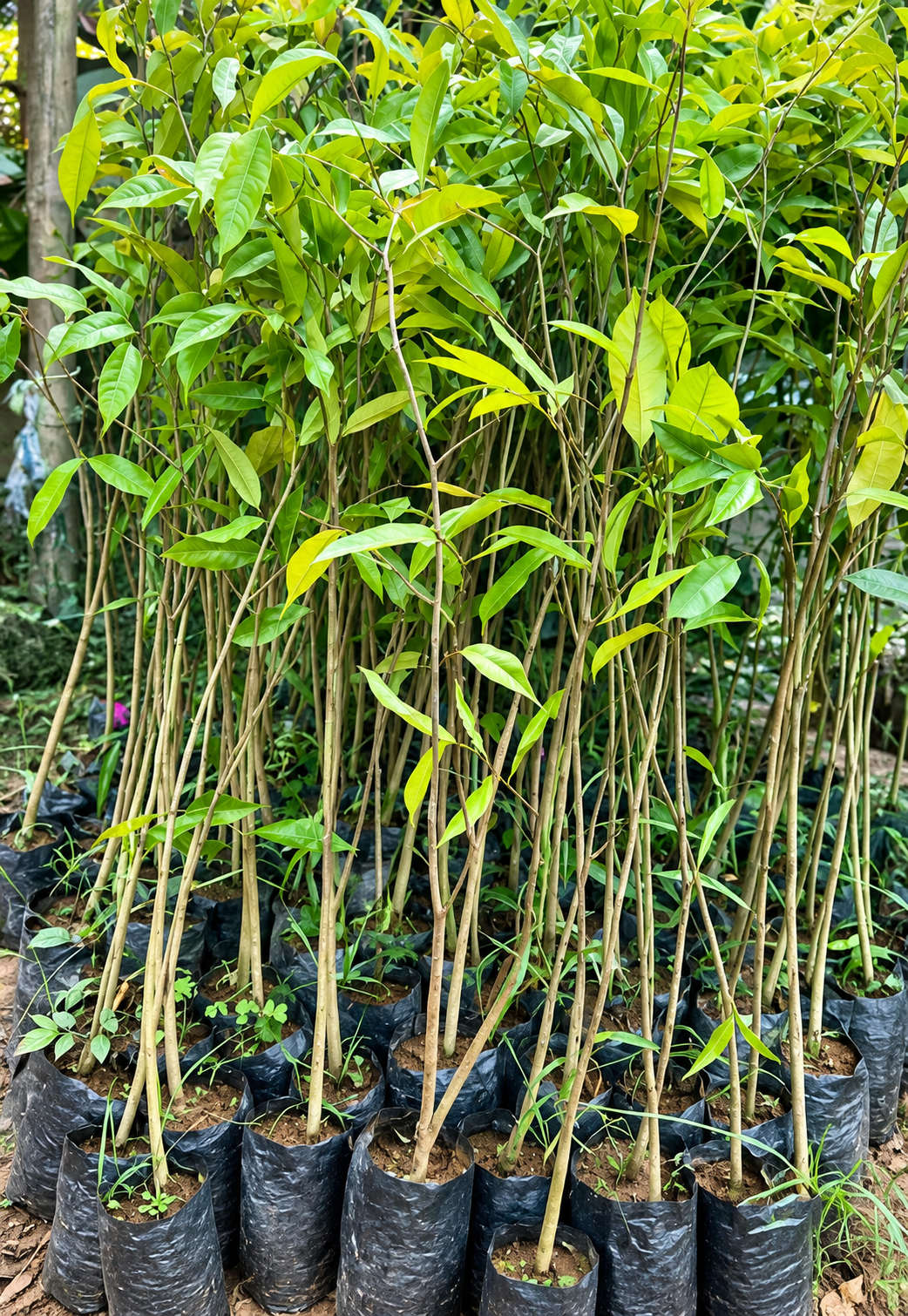 Agarwood Plant (अगर बुड)