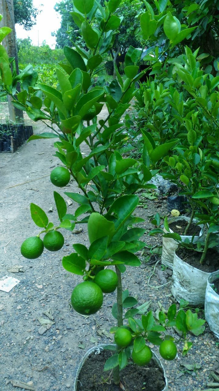 Kagaji Lemon Plant (10 Plants)