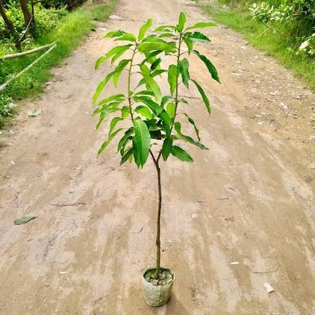 Amrapali Mango(10 Plants)