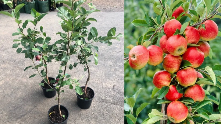 Herbal 90 (HRMN-99) Apple Plant – 2 Feet(10 Plants)